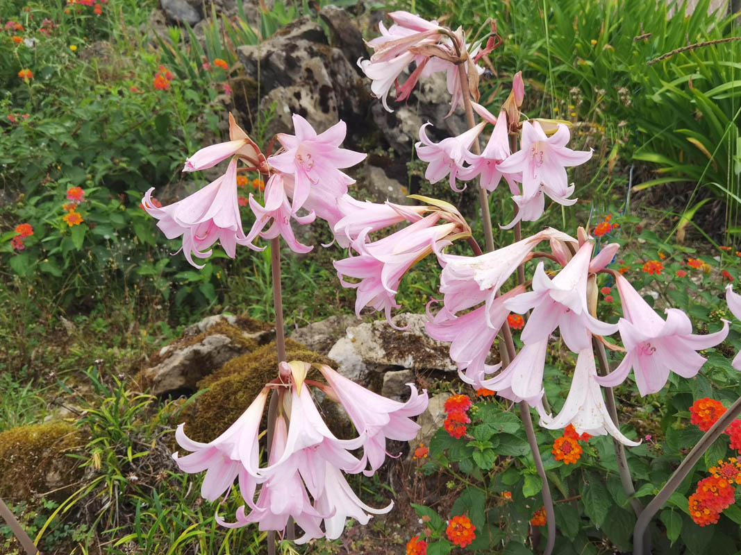 Amaryllis belladonna